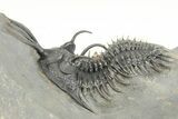 Short Trident Walliserops Trilobite - Timrzit, Morocco #179515-2